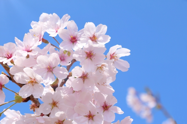 桜